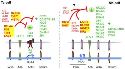 Recalling the Biological Significance of Immune Checkpoints on NK Cells: A Chance to Overcome LAG3, PD1, and CTLA4 Inhibitory Pathways by Adoptive NK Cell Transfer?